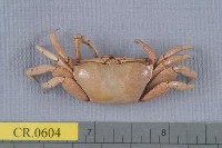 藏品(弧邊管招潮蟹)的圖片